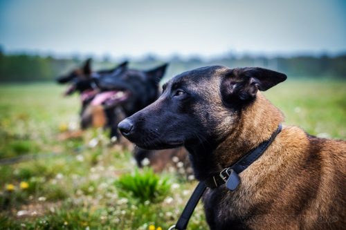 01042026-grpeStambi-Aika2