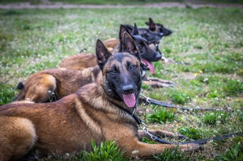 01042026-grpeStambi-Gohan1