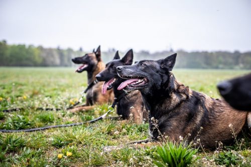 01042026-grpeStambi-Nala