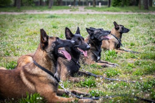 01042026-grpeStambi1