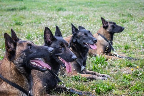 01042026-grpeStambi2