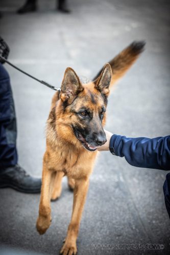03102026-DemoENPP66