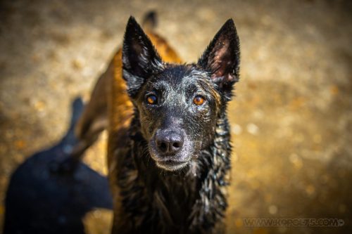 09072026-Nala6