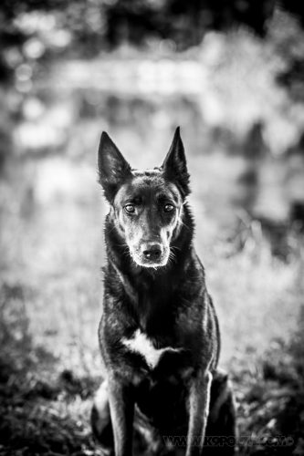 10062026-Nala1