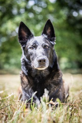 10062026-Nala4