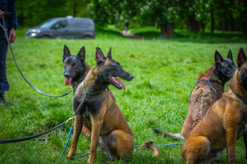 13042026-GrpeStambi10