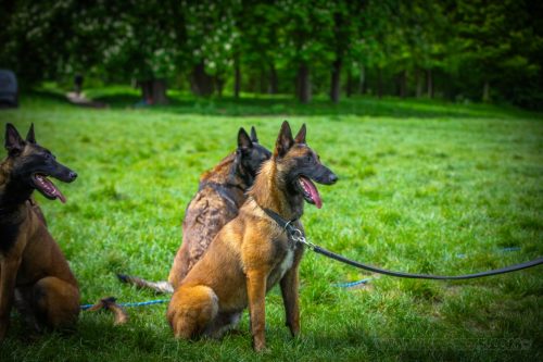 13042026-GrpeStambi11