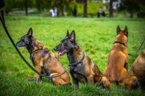 13042026-GrpeStambi7