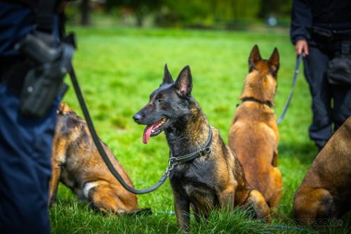 13042026-GrpeStambi9