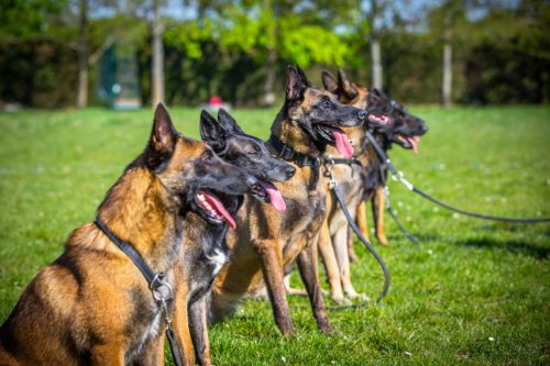 14042026-GrpeStambi10