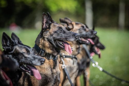 14042026-GrpeStambi11