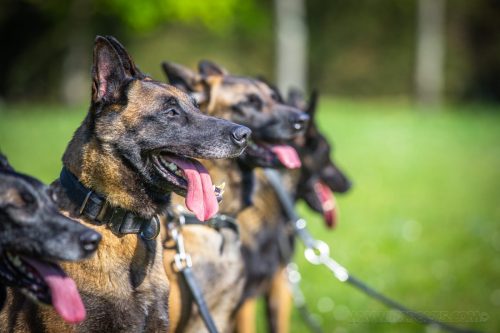 14042026-GrpeStambi12