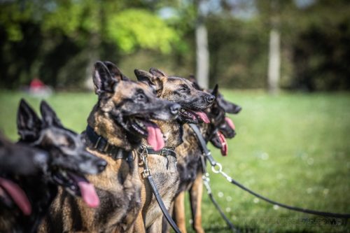 14042026-GrpeStambi13