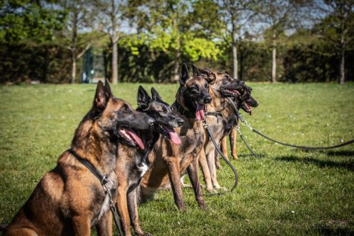 14042026-GrpeStambi14