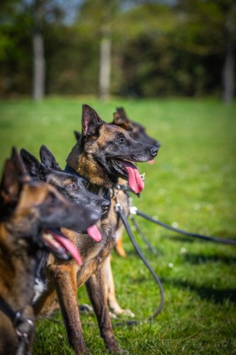 14042026-GrpeStambi15