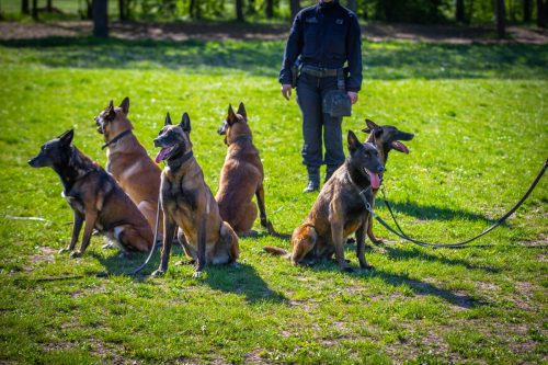 14042026-GrpeStambi17