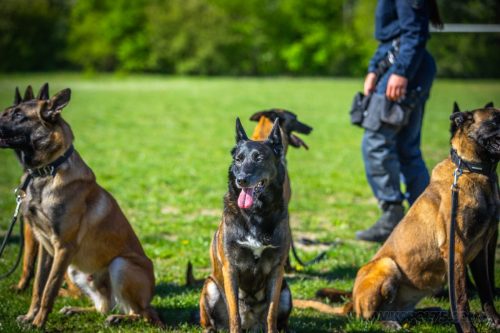 14042026-GrpeStambi22