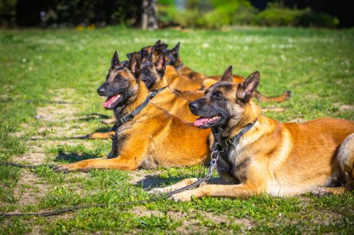 14042026-GrpeStambi26