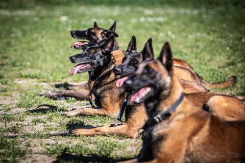 14042026-GrpeStambi27