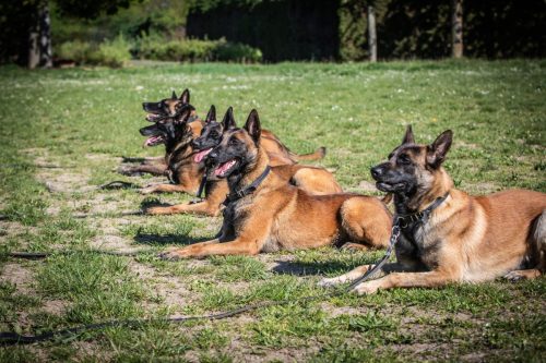 14042026-GrpeStambi29