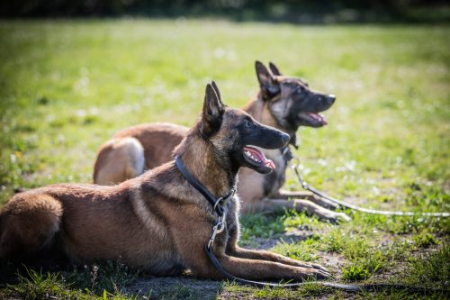 14042026-GrpeStambi30