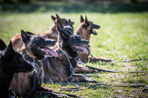 14042026-GrpeStambi31