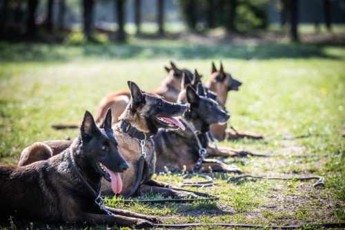 14042026-GrpeStambi32