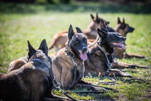 14042026-GrpeStambi34