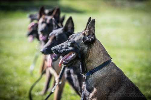 14042026-GrpeStambi4