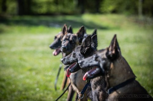 14042026-GrpeStambi6