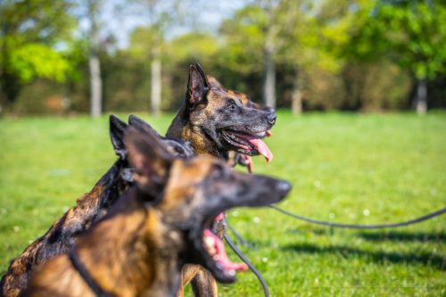 14042026-GrpeStambi8