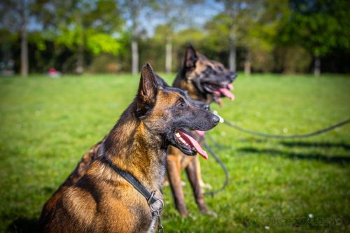 14042026-GrpeStambi9