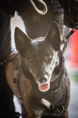 18062026-Nala9