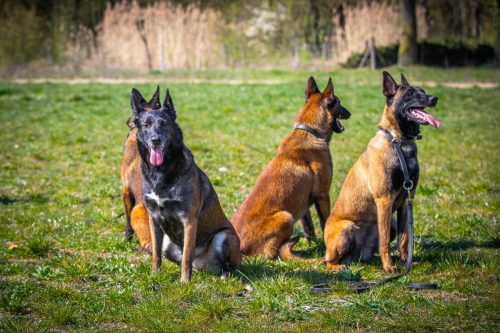 20032026-GrpeSTAMBI1