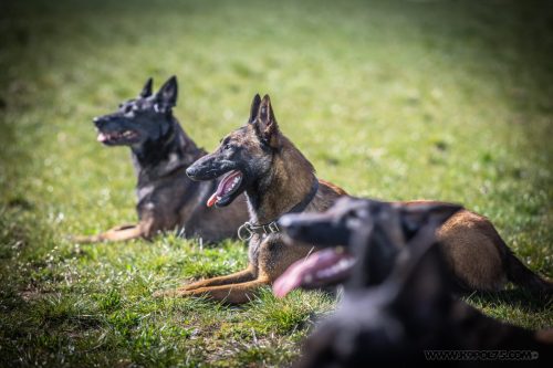 20032026-GrpeSTAMBI10