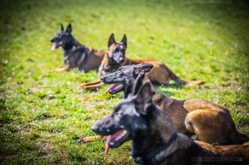 20032026-GrpeSTAMBI11