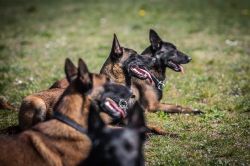 20032026-GrpeSTAMBI12