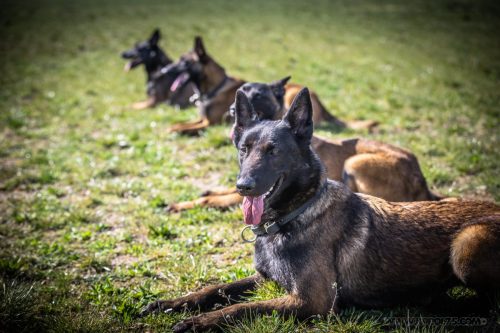 20032026-GrpeSTAMBI13