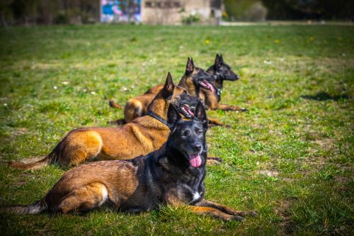 20032026-GrpeSTAMBI14