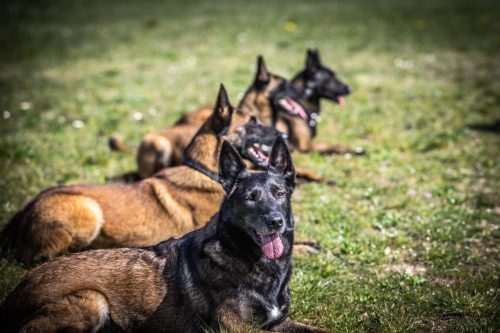 20032026-GrpeSTAMBI15