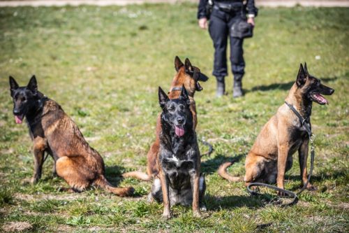 20032026-GrpeSTAMBI5