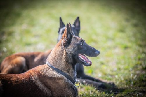 20032026-GrpeSTAMBI6