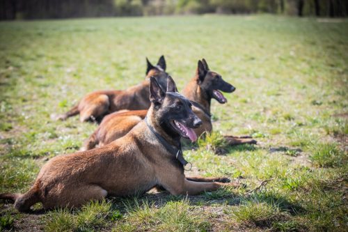 20032026-GrpeSTAMBI7