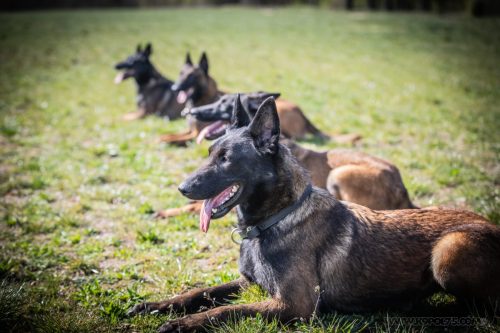 20032026-GrpeSTAMBI9