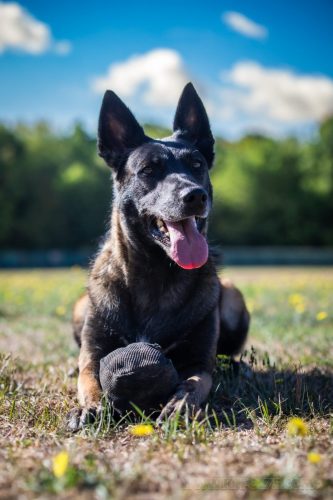 20082026-Nala1