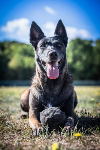 20082026-Nala2