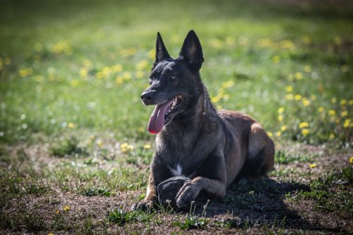 20082026-Nala3