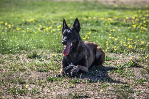 20082026-Nala4