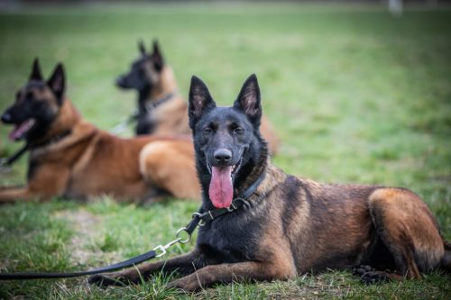 20260227-Uta-Aika-Gohan1