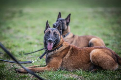 20260227-Uta-Aika-Gohan2